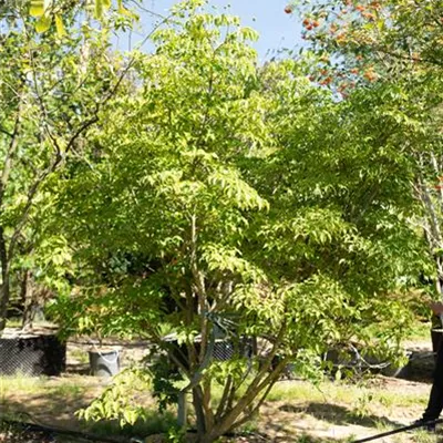 MB 250-300 - Jap.Blumen-Hartriegel 'Milky Way' - Cornus kousa chinensis 'Milky Way' - Collection