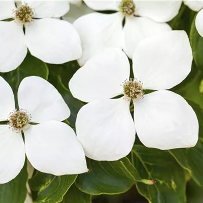 H 3xv mDb 12- 14 - Synonym - Cornus kousa chinensis 'Weiße Fontaine' - Collection