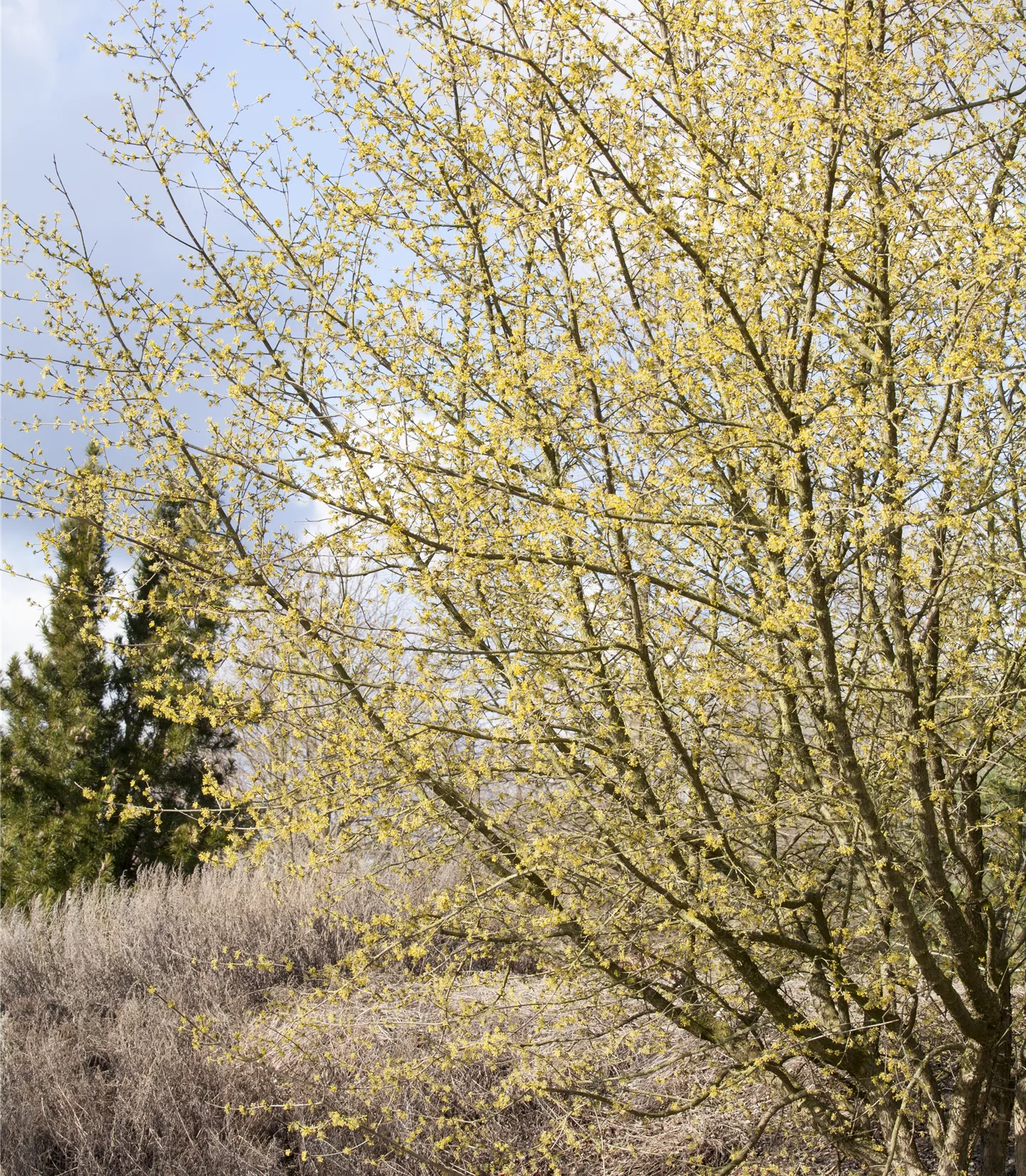 Cornus mas - Collection