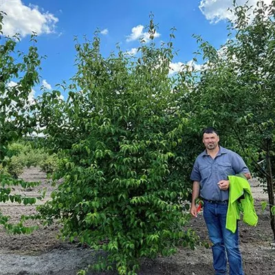 Schirmform 200 - 250 x 250 - 300, Nr. 22.62B, 1100 - Kornelkirsche - Cornus mas - Collection