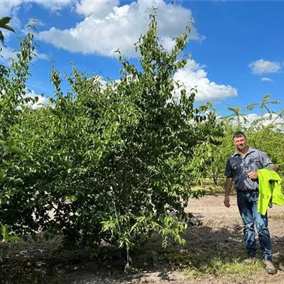 Sol 200 - 250 x 250 - 275 - Kornelkirsche - Cornus mas - Collection