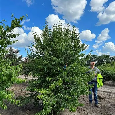 Sol 200-250 x 300-350, Nr. 63B, 1500 reserviert - Kornelkirsche - Cornus mas - Collection