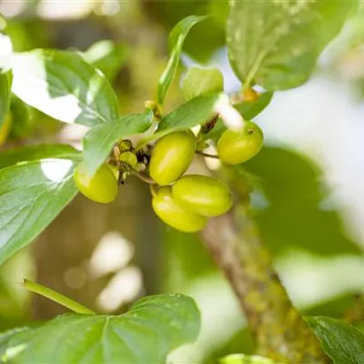 Sol 3xv mDb 100- 125 - Kornelkirsche 'Jolico' - Cornus mas 'Jolico' - Collection