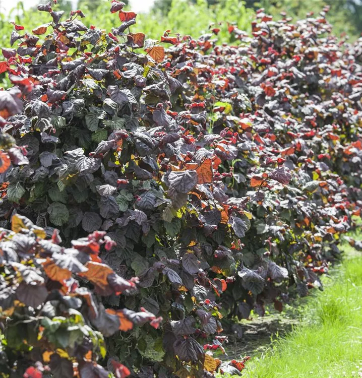 Großfrüchtige Waldhasel 'Rotbl.Zellernuss' - Corylus av.'Rotblättrige Zellernuss' - Collection