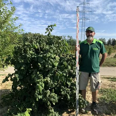 Sol, 125-150, EXB, Nr. 18 Contorta - Waldhasel - Corylus avellana - Collection