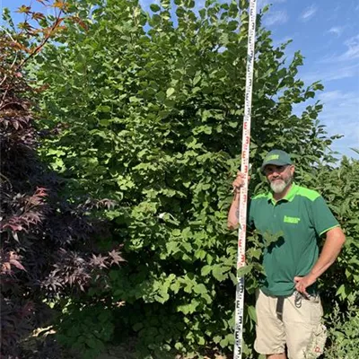 Sol, 300-350, Nr. 21 - Waldhasel - Corylus avellana - Collection