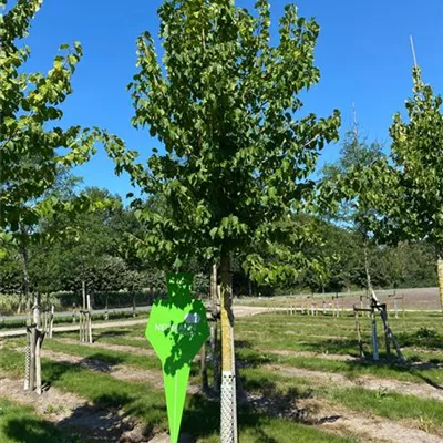 H 2xv mB 10- 12 - Baumhasel - Corylus colurna - Collection