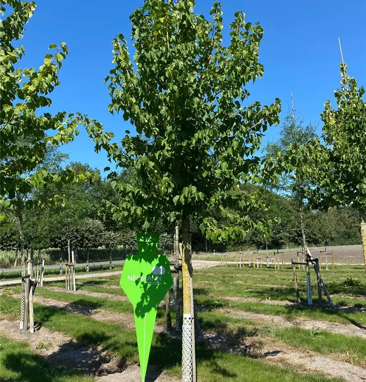 Baumhasel - Corylus colurna - Collection