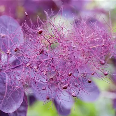 Sol 3xv mB 80- 100 - Roter Perückenstrauch 'Royal Purple' - Cotinus coggygria 'Royal Purple' - Collection