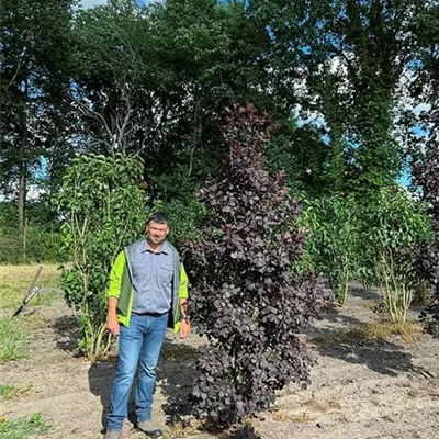 Sol 60 - 100 x 200 - 250, Nr. 78B, 550 - Roter Perückenstrauch 'Royal Purple' - Cotinus coggygria 'Royal Purple' - Collection