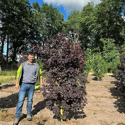 Sol 200 - 250, Nr. 79B, 550 - Roter Perückenstrauch 'Royal Purple' - Cotinus coggygria 'Royal Purple' - Collection