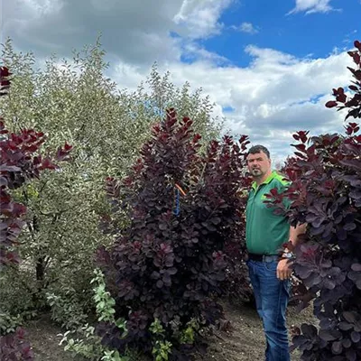 Sol 175 - 200, Nr. 42C 480 - Roter Perückenstrauch 'Royal Purple' - Cotinus coggygria 'Royal Purple' - Collection