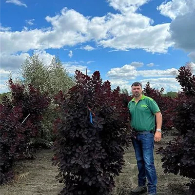 Sol 175 - 200, Nr. 41C 480 - Roter Perückenstrauch 'Royal Purple' - Cotinus coggygria 'Royal Purple' - Collection