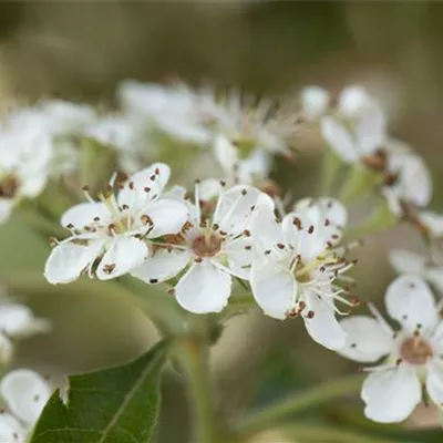 H 3xv mDb 10- 12 - Hahnendorn - Crataegus crus-galli - Collection