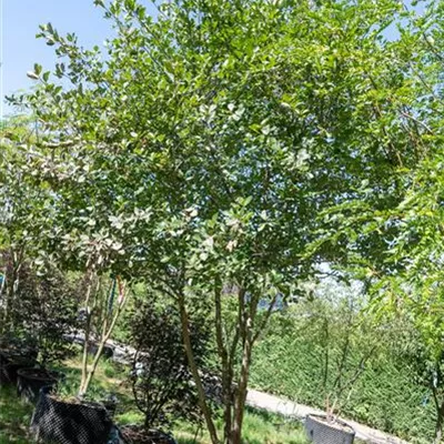 Schirmform 275-300 314.298 WA 2150 - Apfeldorn - Crataegus lavallei 'Carrierei' - Collection