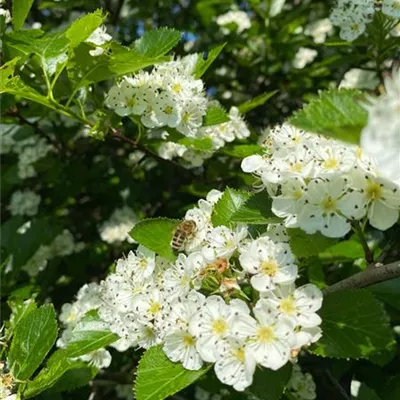 H 3xv mDb 10- 12 - Säulen-Weißdorn - Crataegus monogyna 'Stricta' - Collection