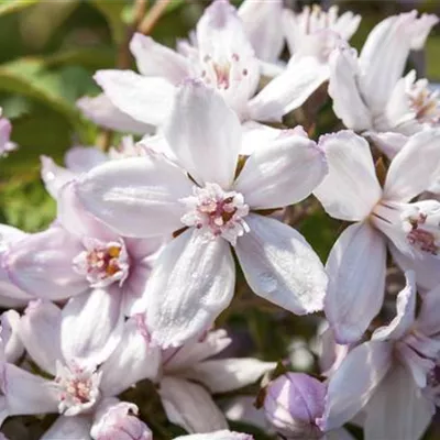 Sol 3xv mB 60- 80 - Rosendeutzie - Deutzia hybrida 'Mont Rose' - Collection