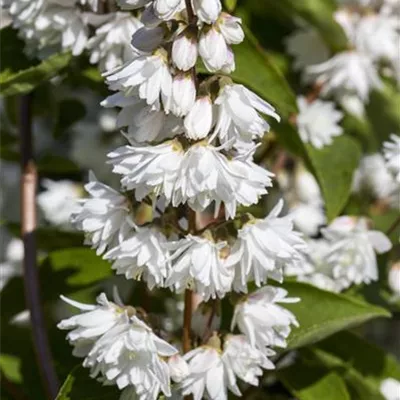 Sol 3xv mB 80- 100 - Gefüllter Sternchenstrauch - Deutzia scabra 'Plena' - Collection