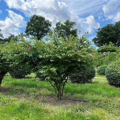 Schirmform, - Korkflügelstrauch - Euonymus alatus - Collection