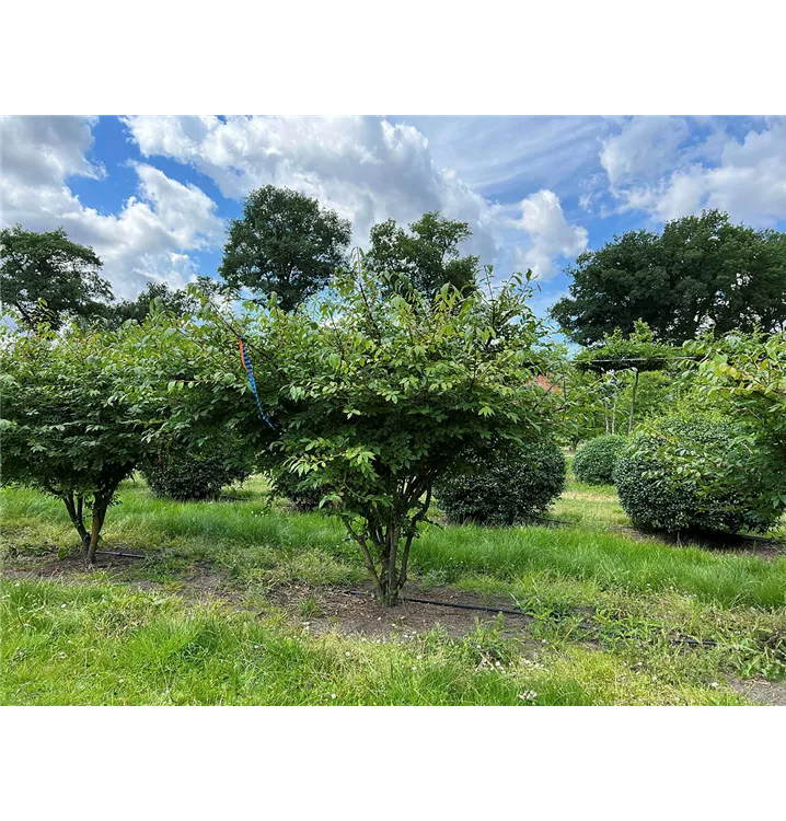 Korkflügelstrauch - Euonymus alatus - Collection