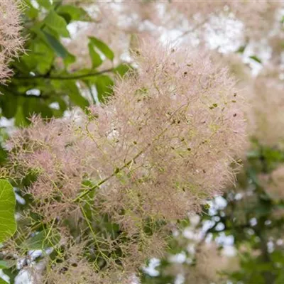 Container 70 - 80 - Perückenstrauch - Cotinus coggygria 'Young Lady'