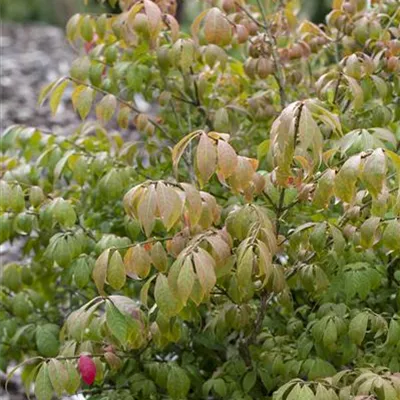 Sol 3xv mB 60- 80 - Korkflügelstrauch 'Compactus' - Euonymus alatus 'Compactus' - Collection