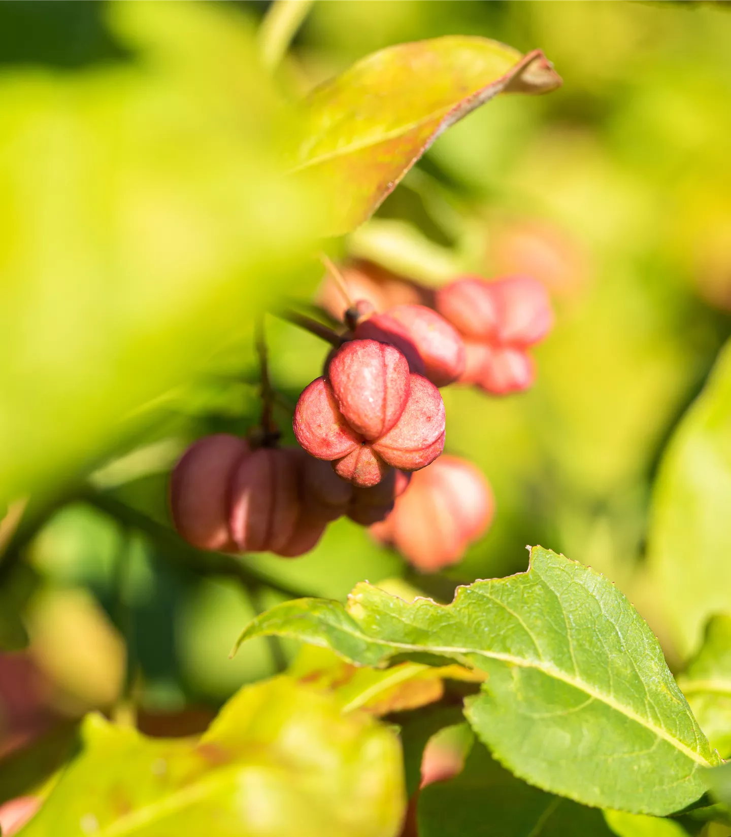 Euonymus europaeus - Collection