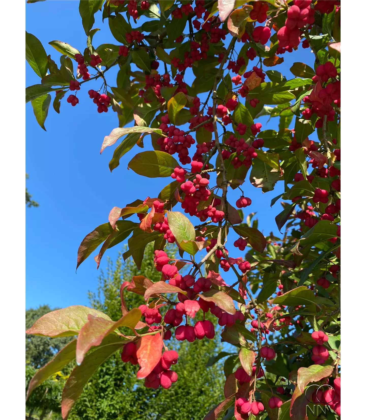 Euonymus europaeus 'Red Cascade' - Collection