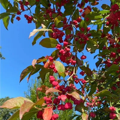 Sol 3xv mB 100- 125 - Pfaffenhütchen 'Red Cascade' - Euonymus europaeus 'Red Cascade' - Collection