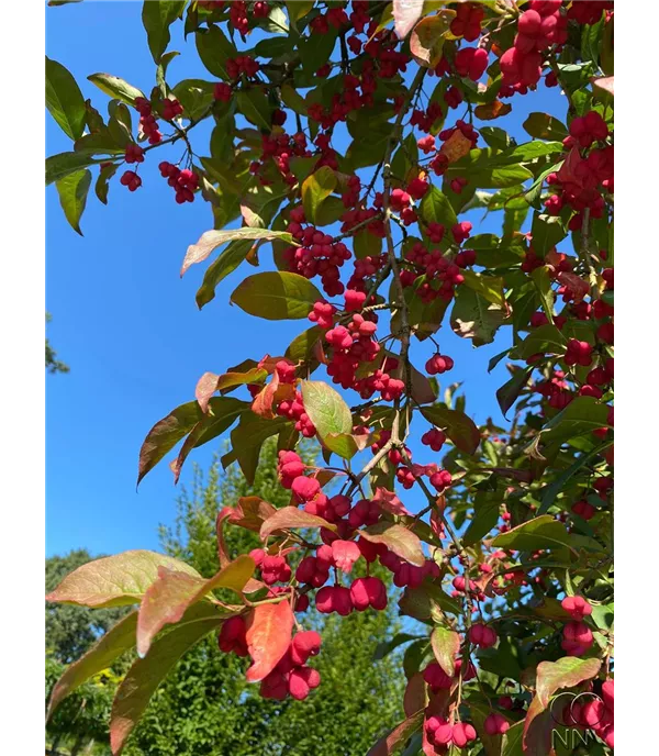 Euonymus europaeus 'Red Cascade' - Collection