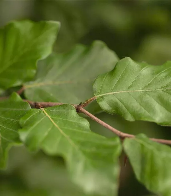 Fagus sylvatica - Collection