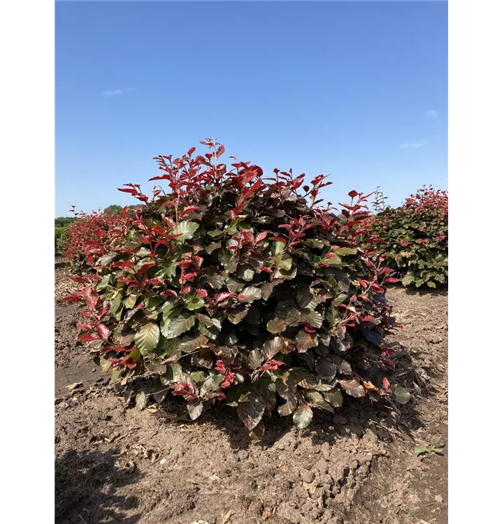 Blutbuche Veredelung - Fagus sylvatica 'Atropunicea' - Collection