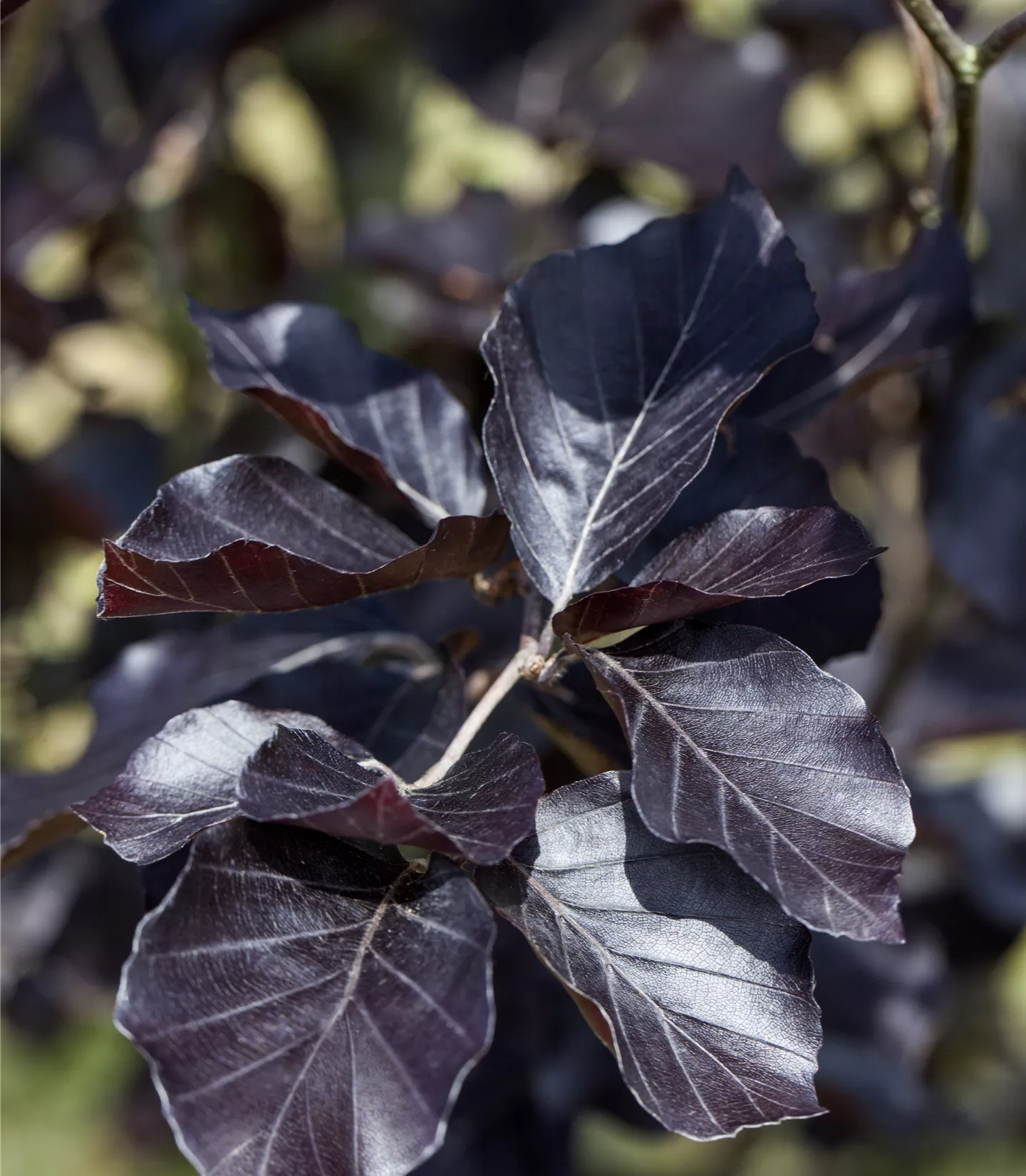 Fagus sylvatica 'Dawyck Purple' - Collection