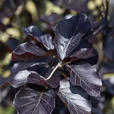 Sol 4xv mDb 250- 300 - Säulen-Blutbuche 'Dawyck Purple' - Fagus sylvatica 'Dawyck Purple' - Collection