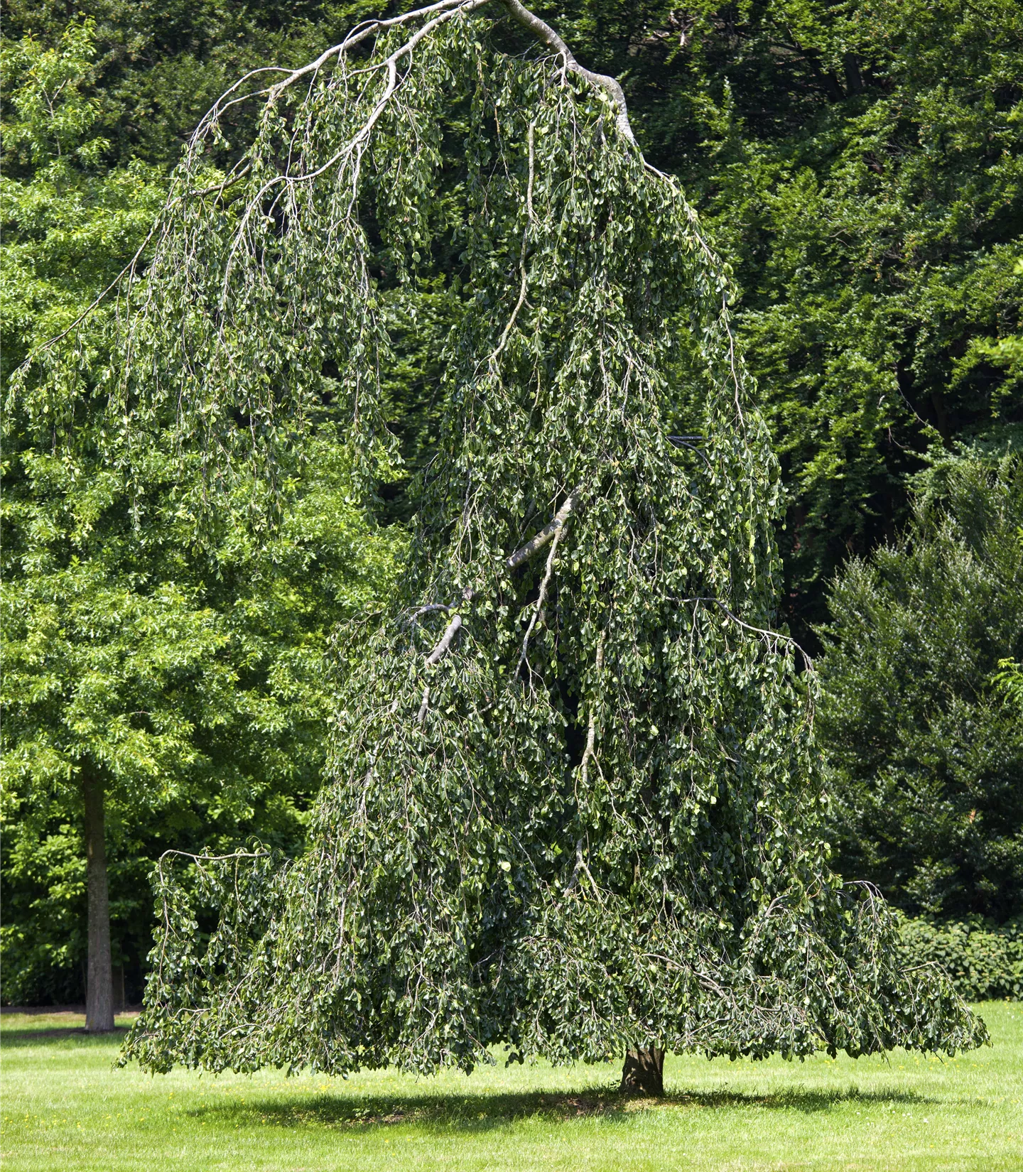 Fagus sylvatica 'Pendula' - Collection