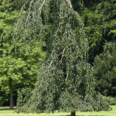 Hei 3xv mB 80- 100 - Grüne Hängebuche - Fagus sylvatica 'Pendula' - Collection