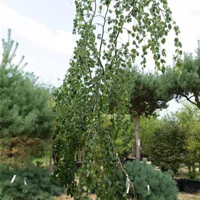 MB 400-450 311.153 WA - Grüne Hängebuche - Fagus sylvatica 'Pendula' - Collection