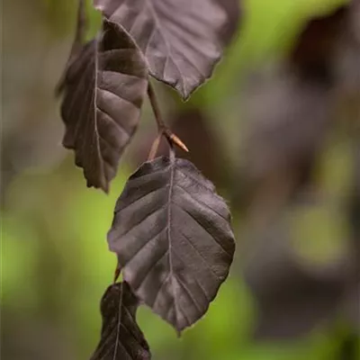 Sol 4xv mDb 60-100 x 200- 250 - Blutbuche 'Purple Fountain' - Fagus sylvatica 'Purple Fountain' - Collection