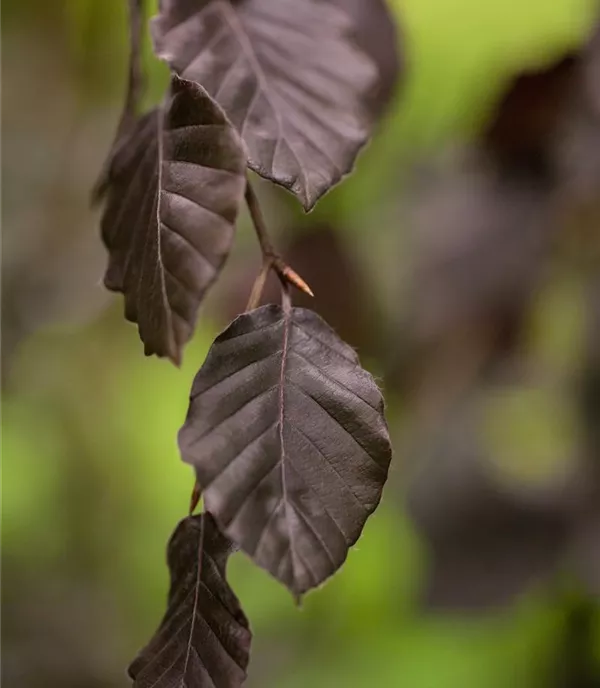 Fagus sylvatica 'Purple Fountain' - Collection