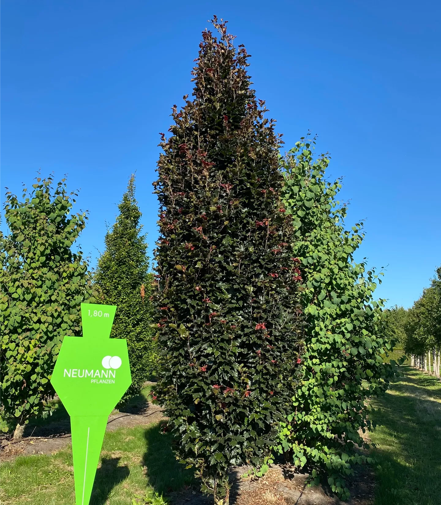 Fagus sylvatica purpurea - Collection