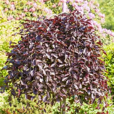 Hei 3xv mB 80- 100 - Schwarzrote Hängebuche - Fagus sylvatica 'Purpurea Pendula' - Collection