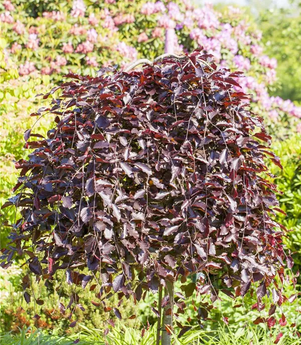 Fagus sylvatica 'Purpurea Pendula' - Collection