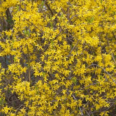 Sol 3xv mB 80- 100 - Forsythie 'Lynwood' - Forsythia 'Lynwood' - Collection