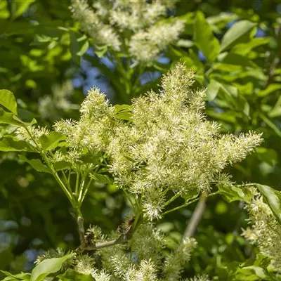 H 3xv mDb 10- 12 - Blumenesche 'Mecsek' - Fraxinus ornus 'Mecsek' - Collection