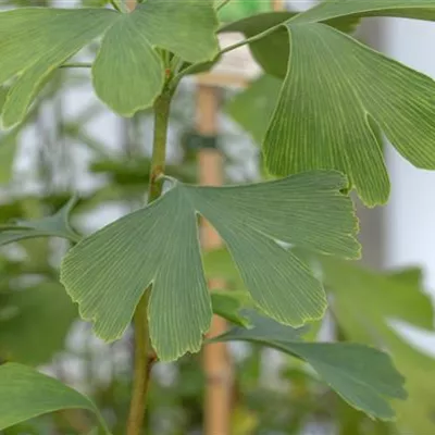 Schirm MB WA 309.47 300-350 1900 - Fächerblattbaum 'Princeton Sentry' - Ginkgo biloba 'Princeton Sentry' - Collection