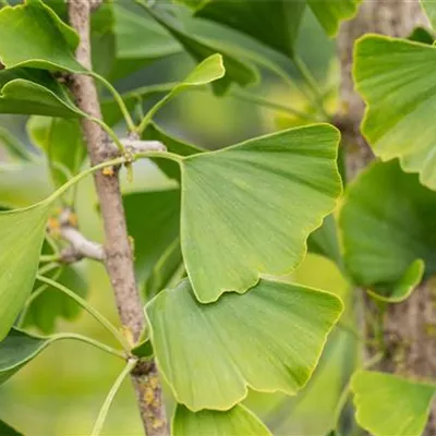 Sol 4xv mDb 100- 125 - Säulen-Fächerblattbaum 'Tremonia' - Ginkgo biloba 'Tremonia' - Collection