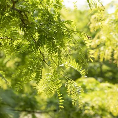 Sol Baum 6xv mDb 300-400 x 700-900 50- 55 - Dornenloser Lederhülsenbaum - Gleditsia triacanthos inermis - Collection