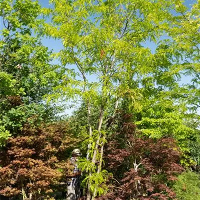 308.7 Schirmform 550-600, WA 2950 - Lederhülsenbaum 'Skyline' - Gleditsia triacanthos 'Skyline' - Collection