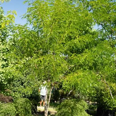 308.14 Schirmform - Lederhülsenbaum 'Skyline' - Gleditsia triacanthos 'Skyline' - Collection