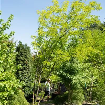 Schirmform 450-500, - Lederhülsenbaum 'Skyline' - Gleditsia triacanthos 'Skyline' - Collection